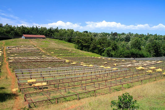 Fresh Coffees are in!