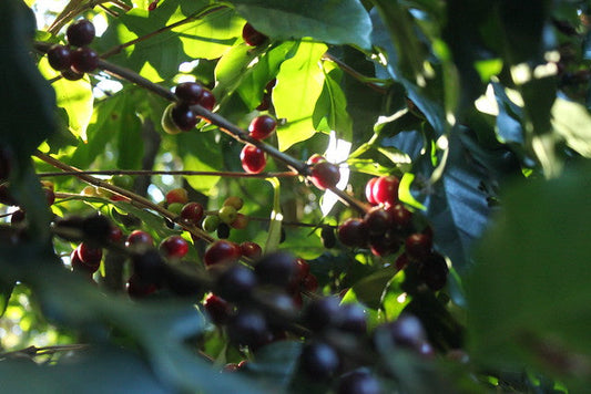 New Espresso Blend and Fresh Daterra