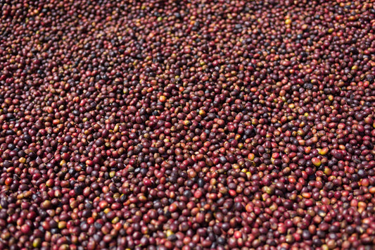 On the Current Situation in Guatemala