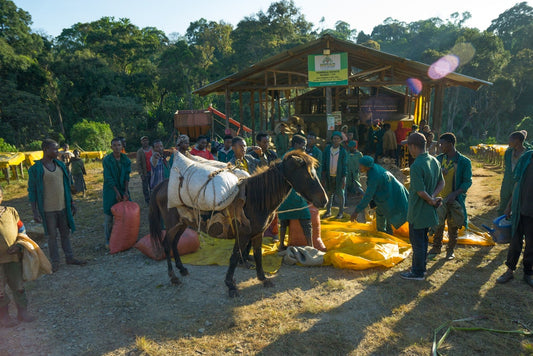 A small village in a renowned coffee region | Kirite