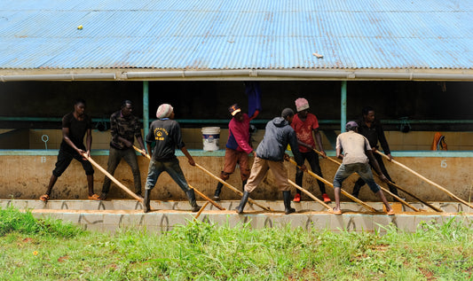 Kii, a new coffee | Kenya