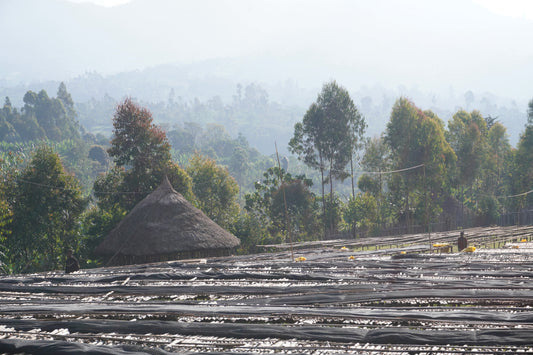 Going to origin | Ethiopia