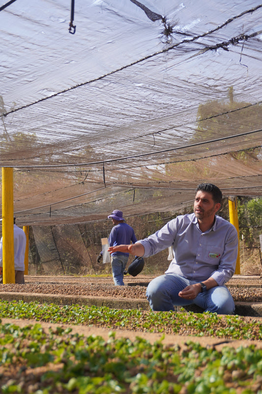 How much is the farmer paid | Daterra Masterpiece