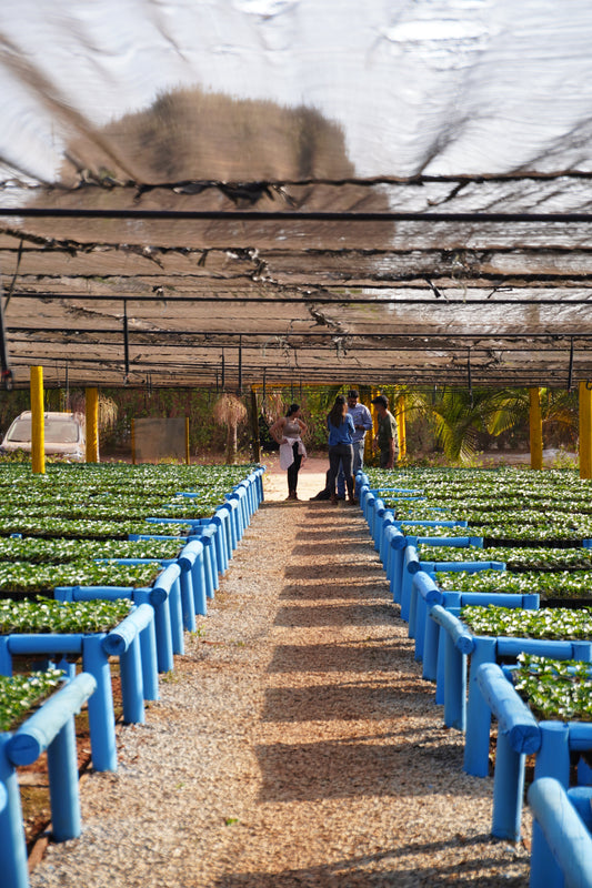 How much is the farmer paid | Daterra