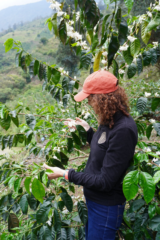 How much is the farmer paid | Takesi Catuai