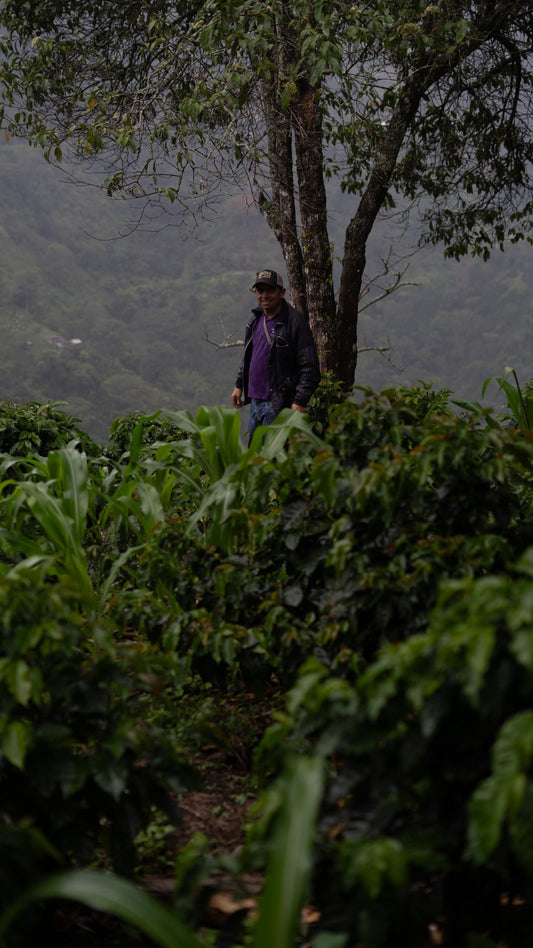 How much is the farmer paid | Planadas