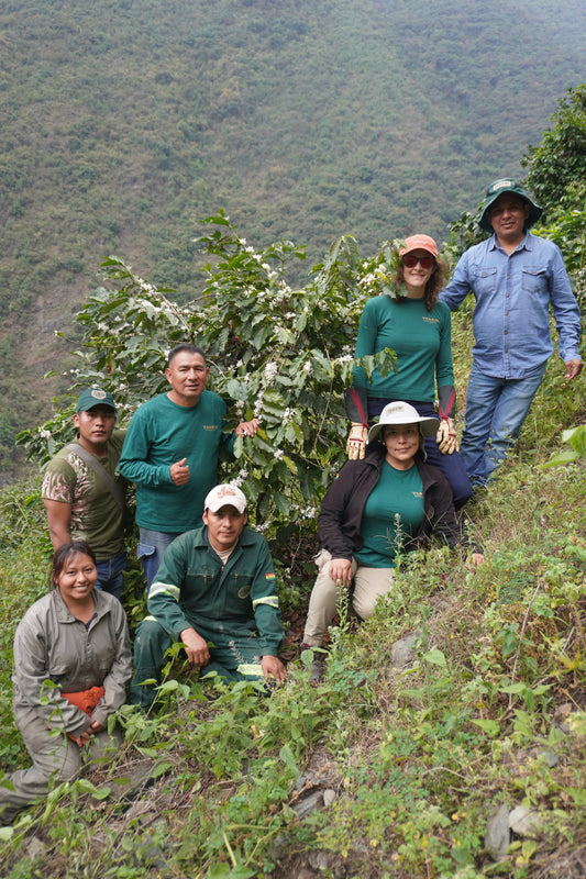 How much is the farmer paid | Takesi Gesha, Takesi Gesha Peaberry and Takesi Maragogype