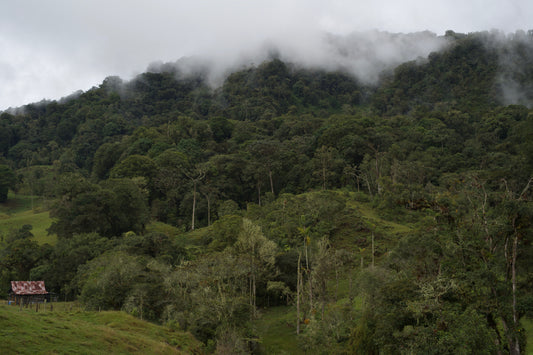 Forested mountain with mist on a cloudy day