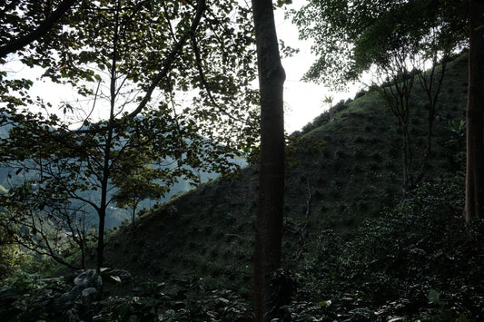 Hillside covered in trees