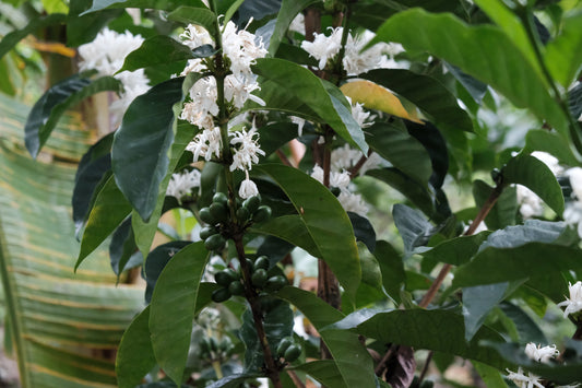 Coffee plant with white flowers and green leaves