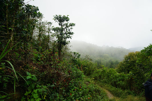 Forest with misty mountains in the background