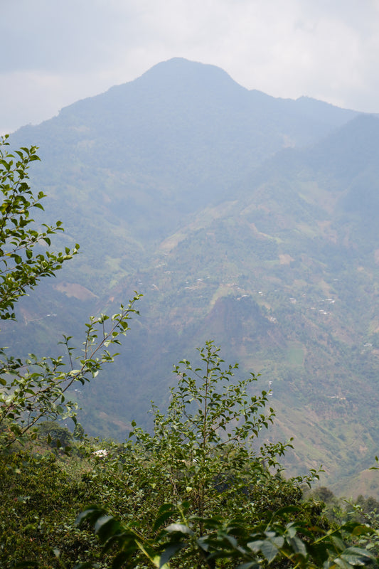 Mountain landscape in Peru with trees 