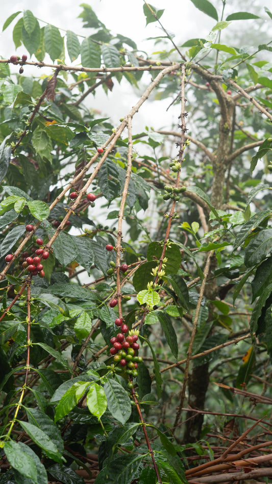 Coffee cherries on a tree branch with a rainy forest background