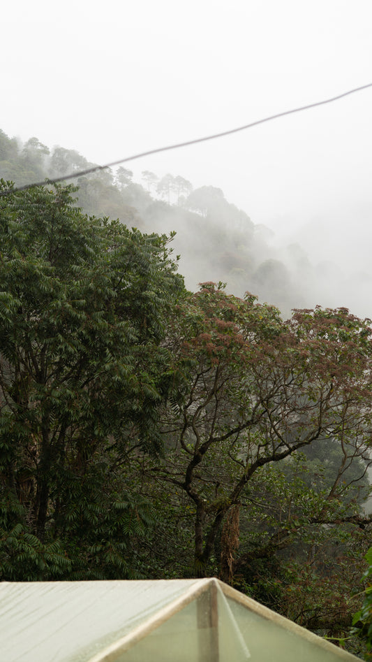 Forest scene with misty mountains in the background